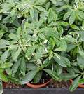 Moon Drop Variegated Schefflera
